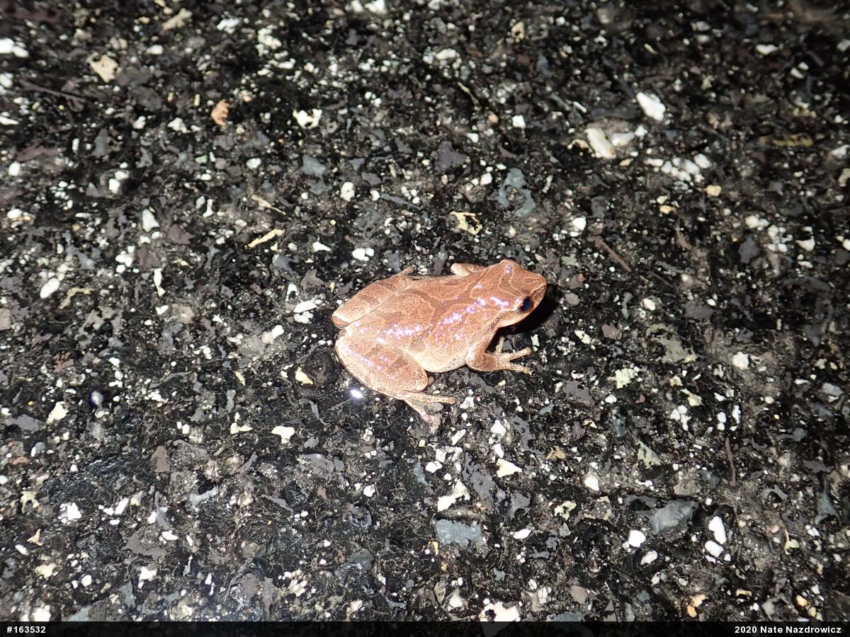 Spring Peeper