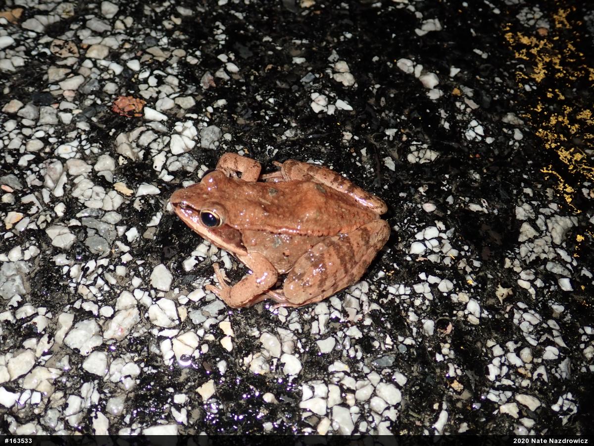Wood Frog