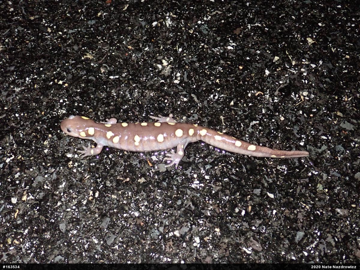 Spotted Salamander