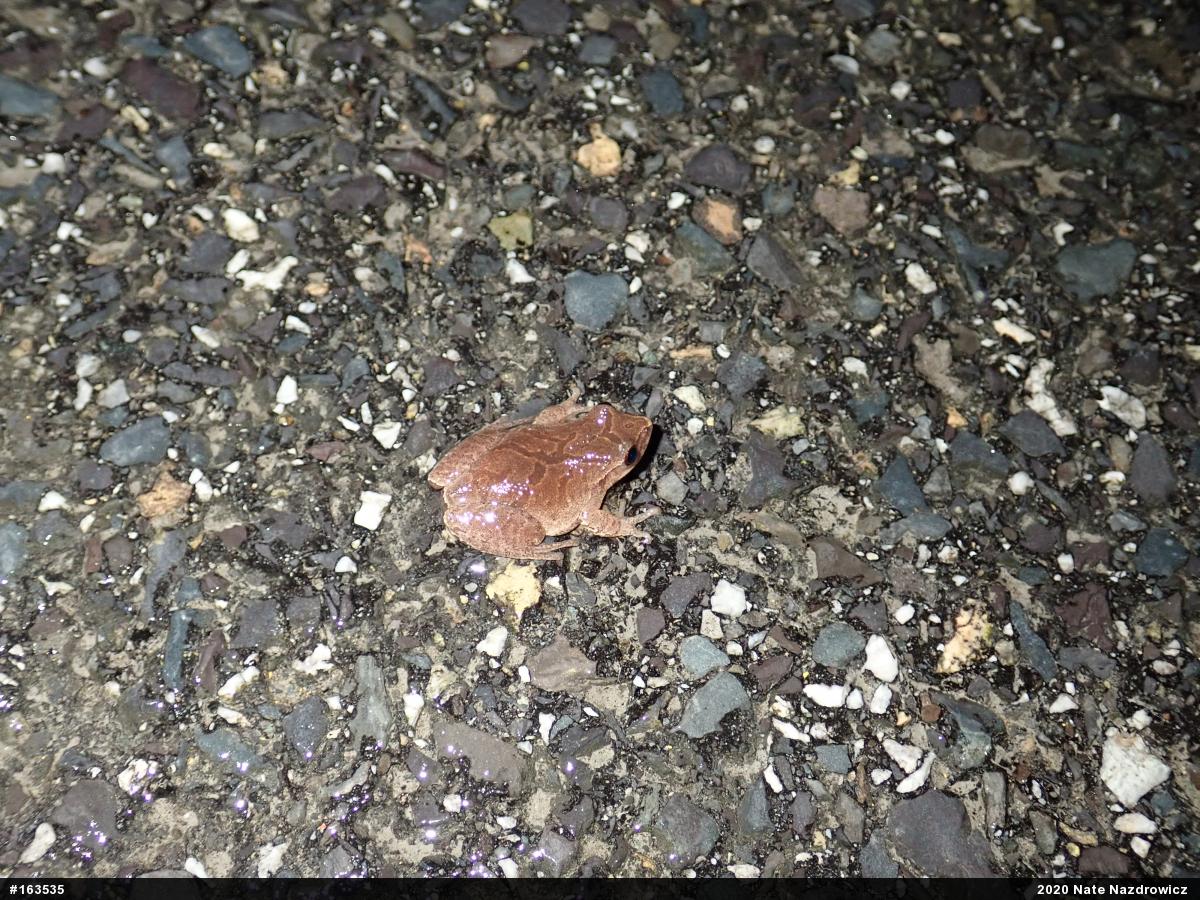 Spring Peeper