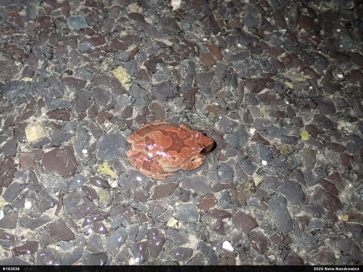 Spring Peeper