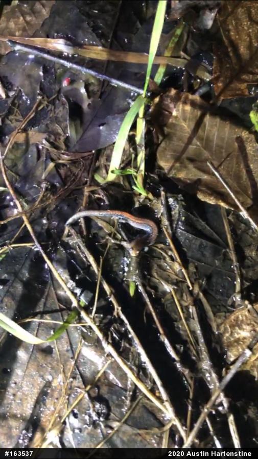 Eastern Red-backed  Salamander