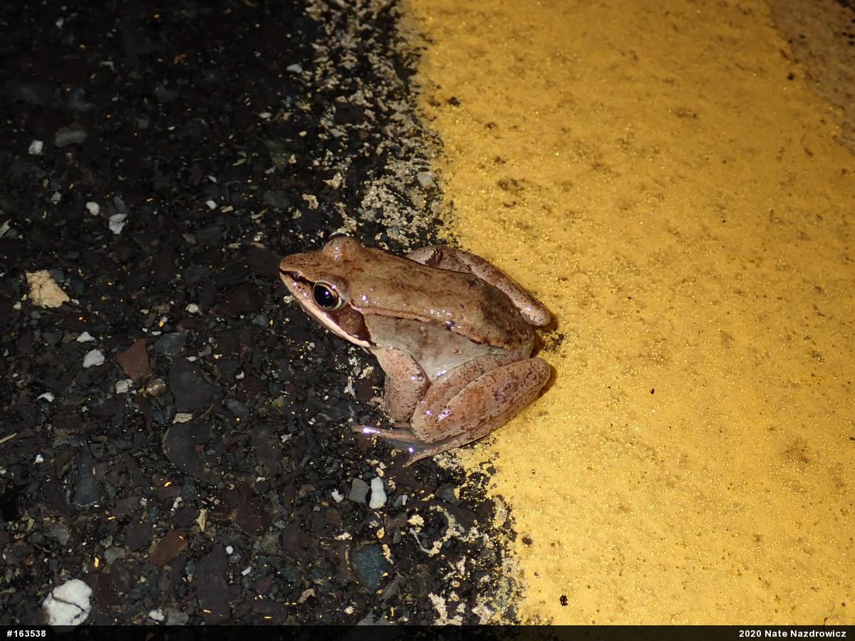 Wood Frog