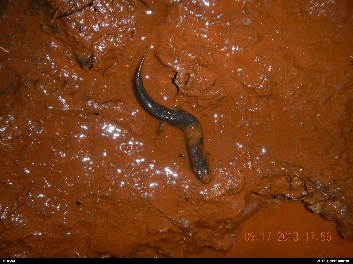 Northern Dusky Salamander