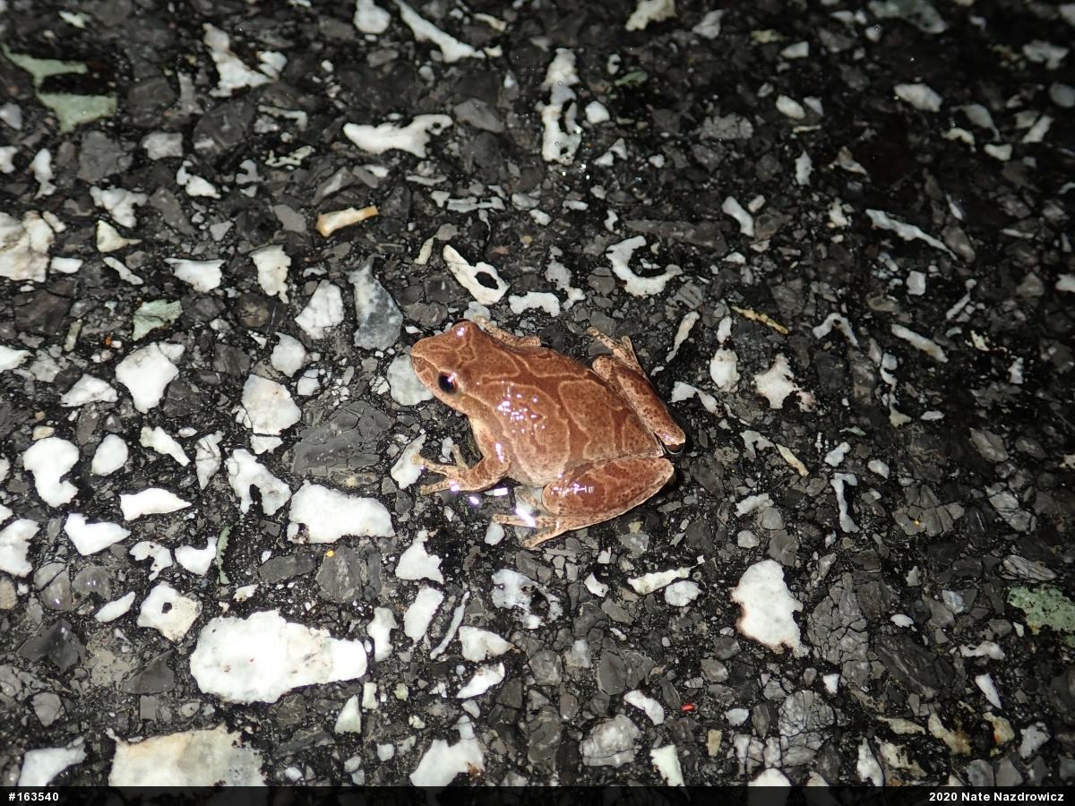 Spring Peeper