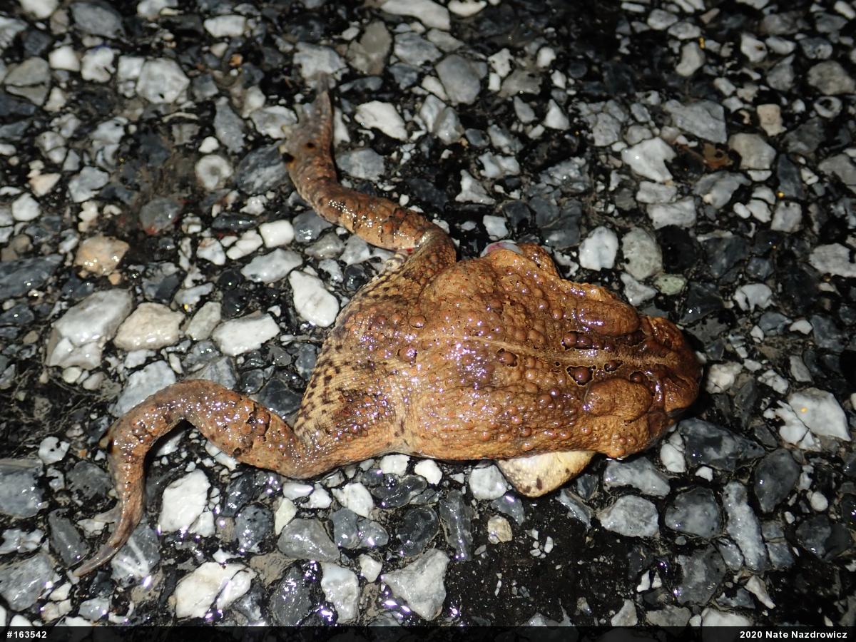 Eastern American Toad