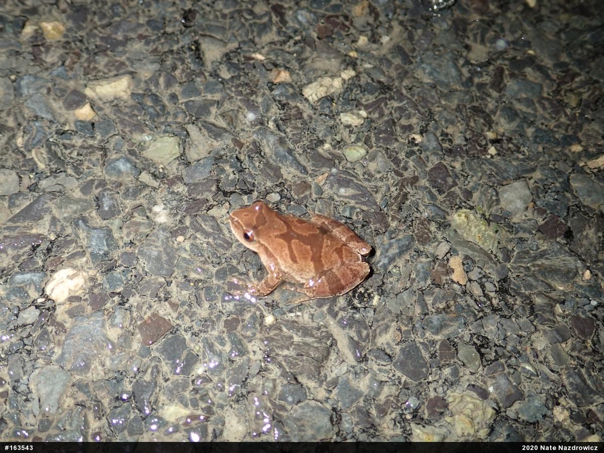 Spring Peeper
