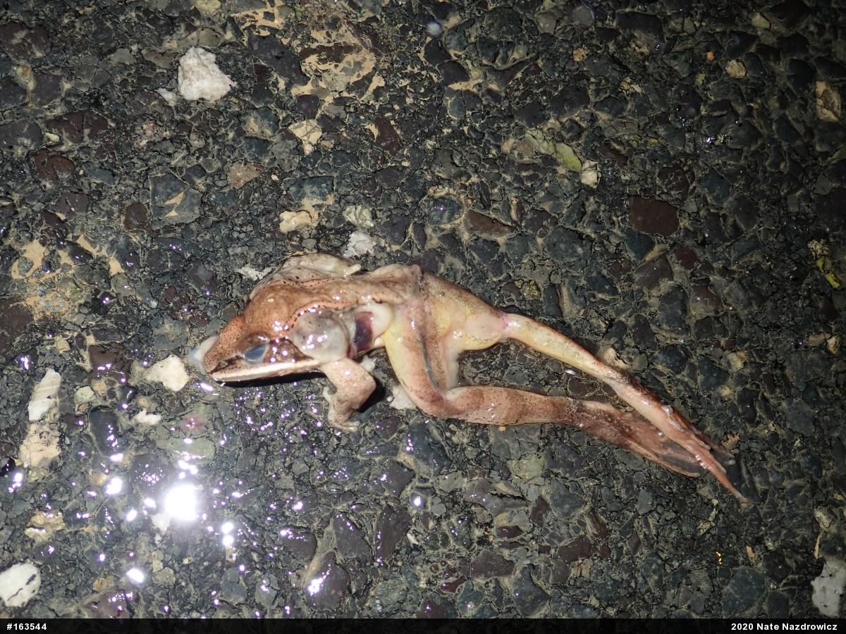 Wood Frog