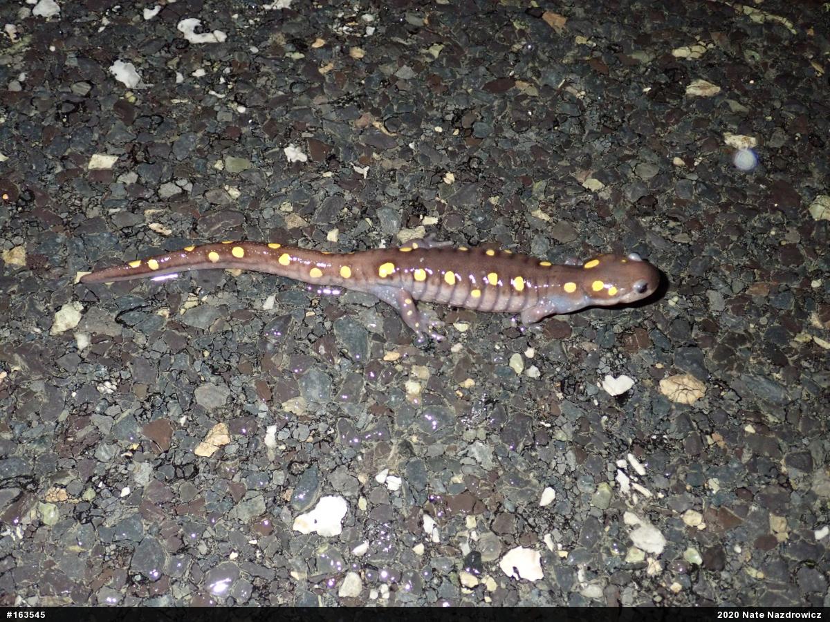 Spotted Salamander