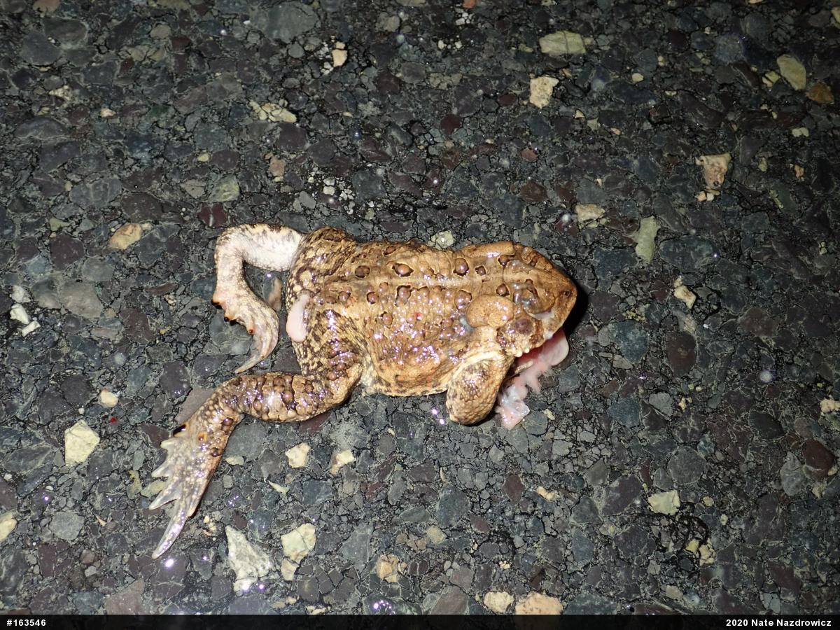Eastern American Toad