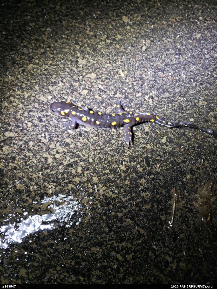 Spotted Salamander