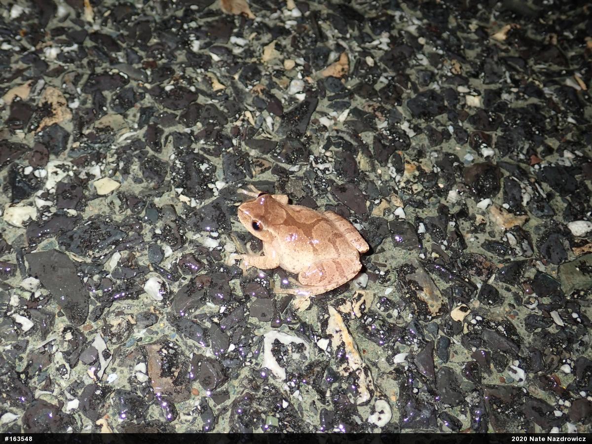 Spring Peeper