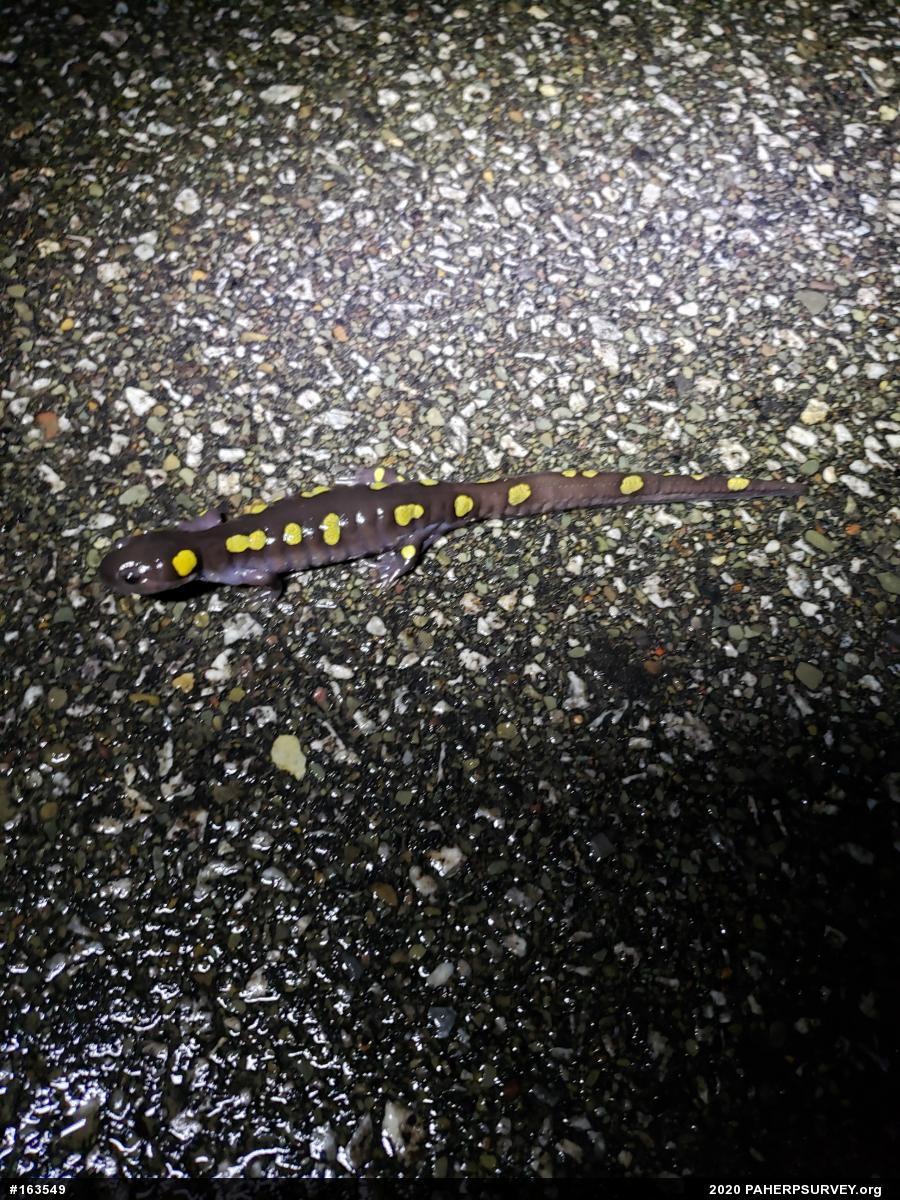 Spotted Salamander