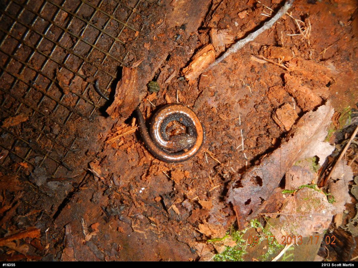 Eastern Red-backed  Salamander