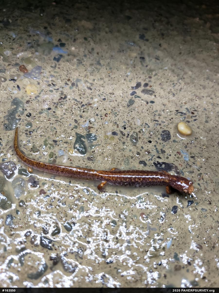 Four-toed Salamander