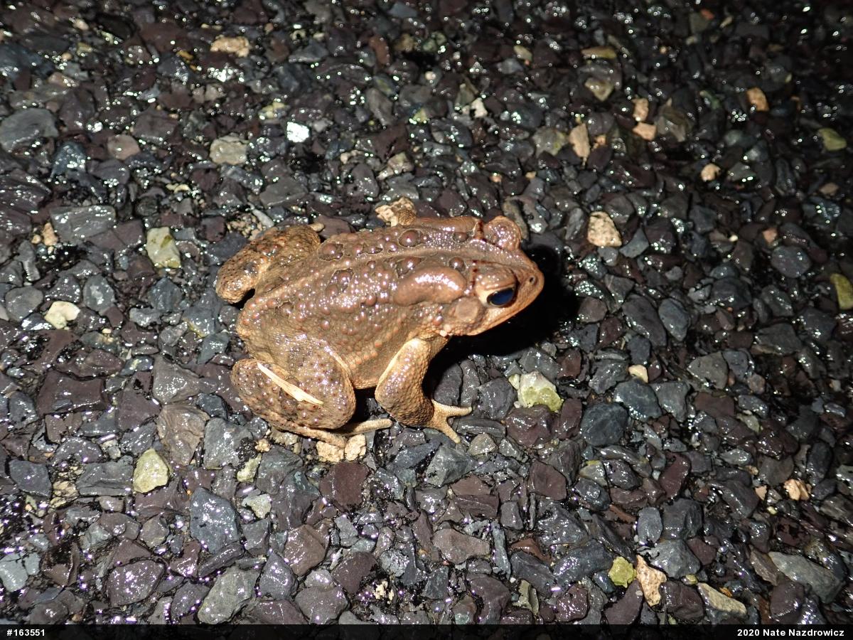 Eastern American Toad