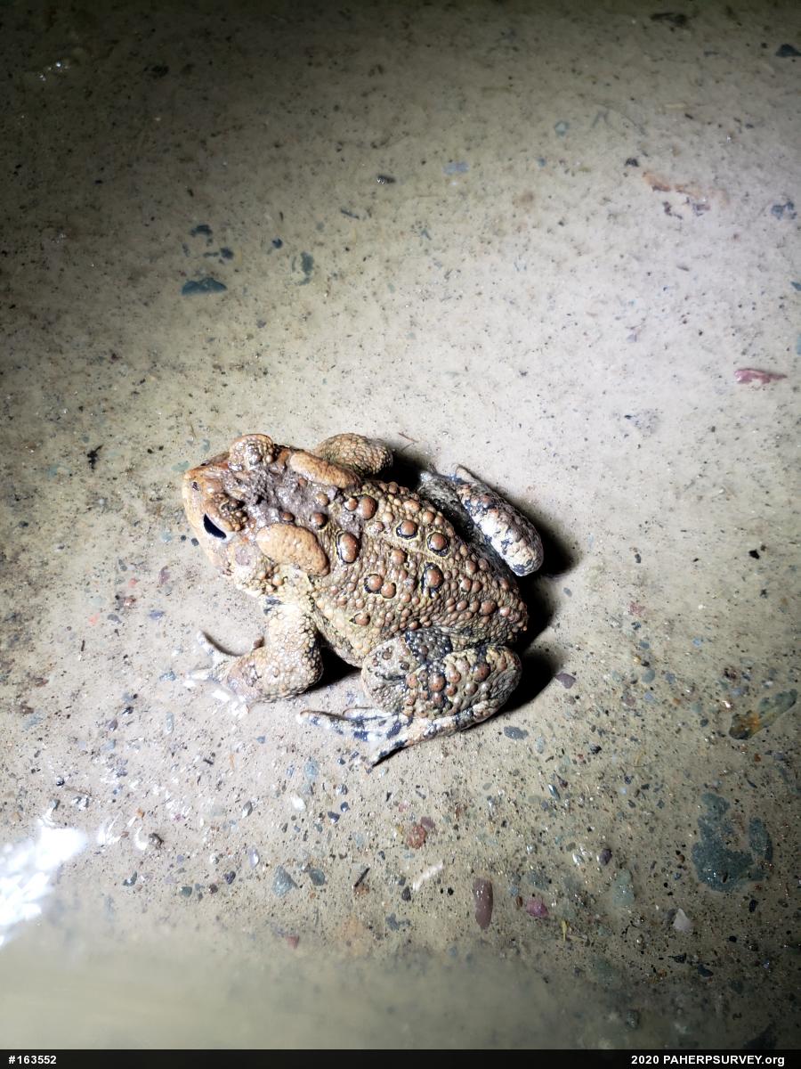 Eastern American Toad