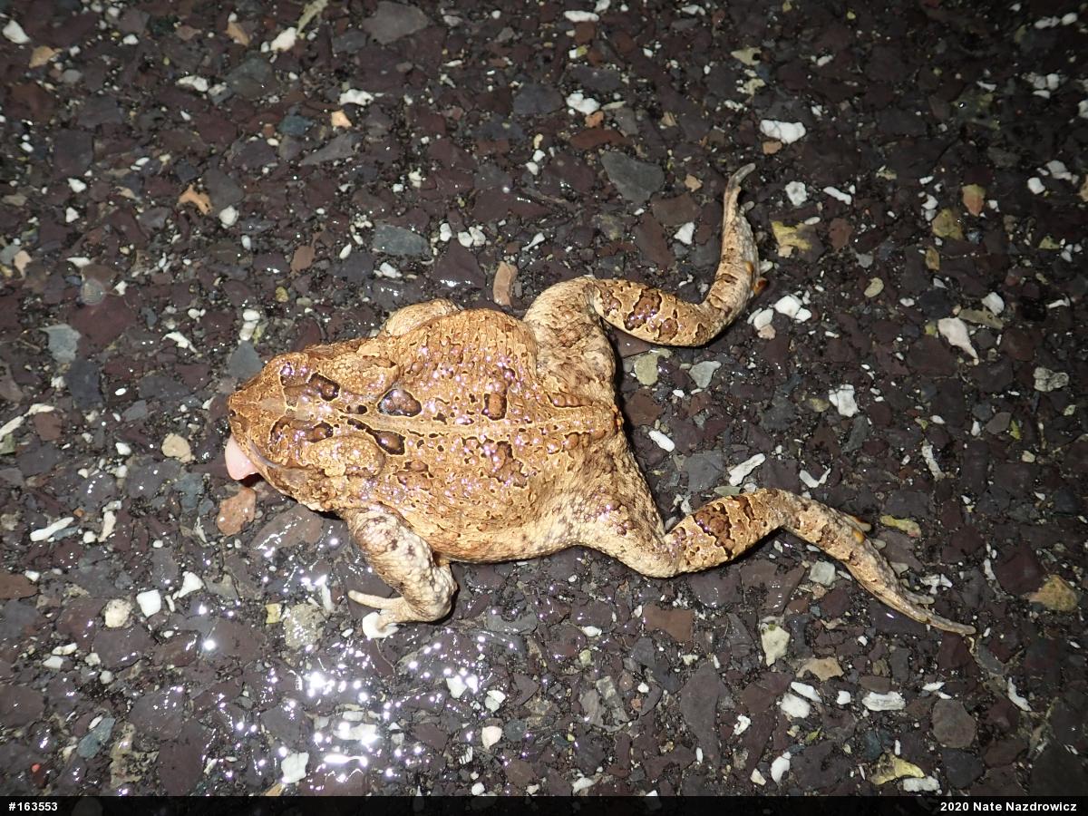 Eastern American Toad