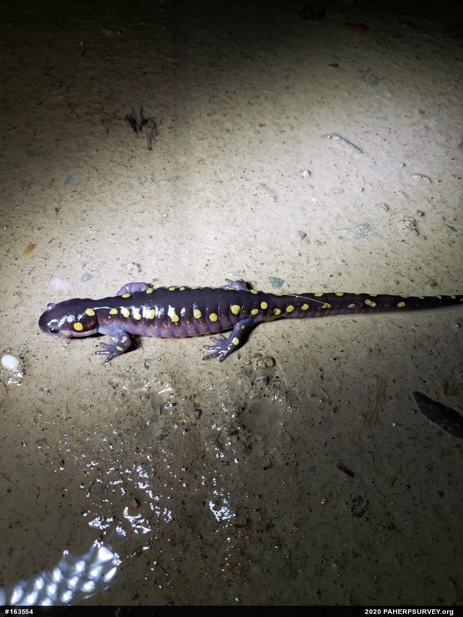 Spotted Salamander