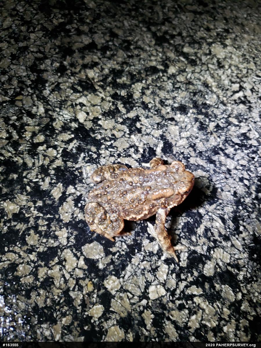 Eastern American Toad