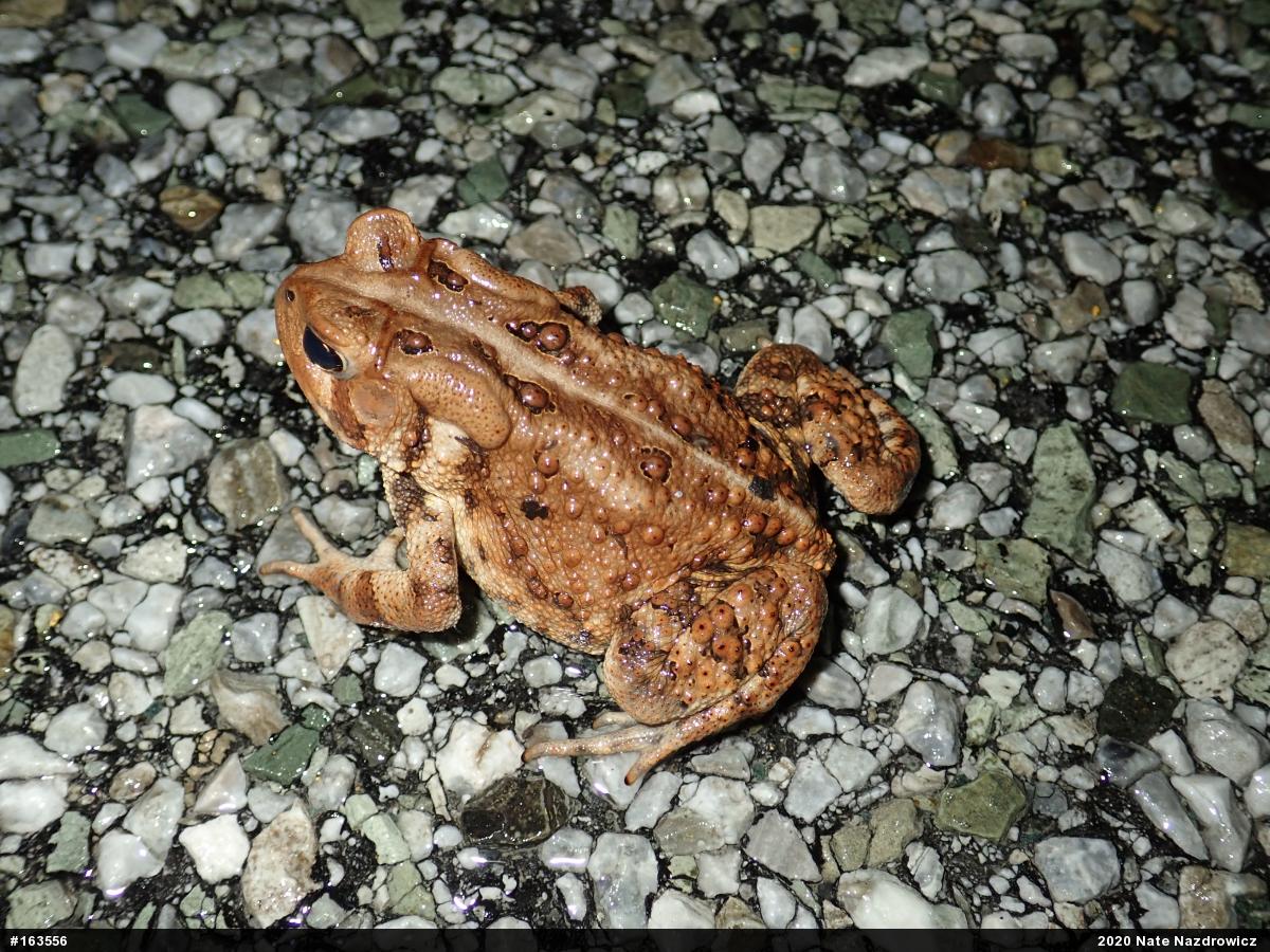Eastern American Toad
