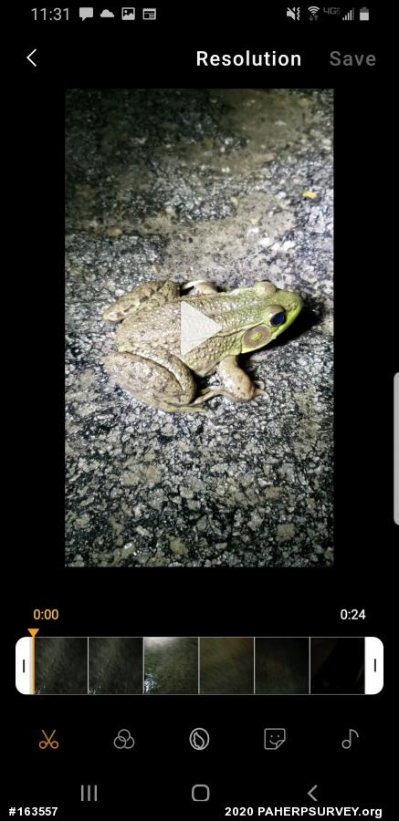 Green Frog