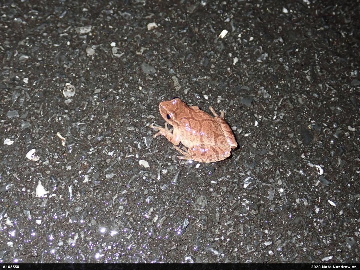 Spring Peeper