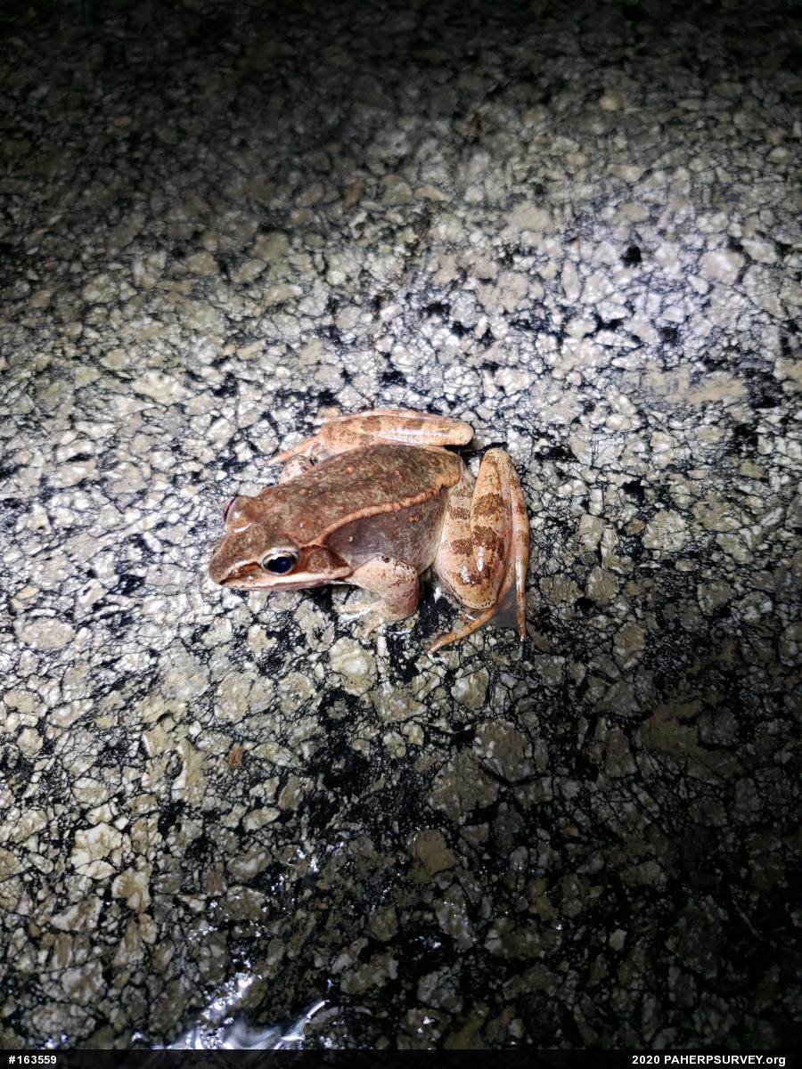 Wood Frog