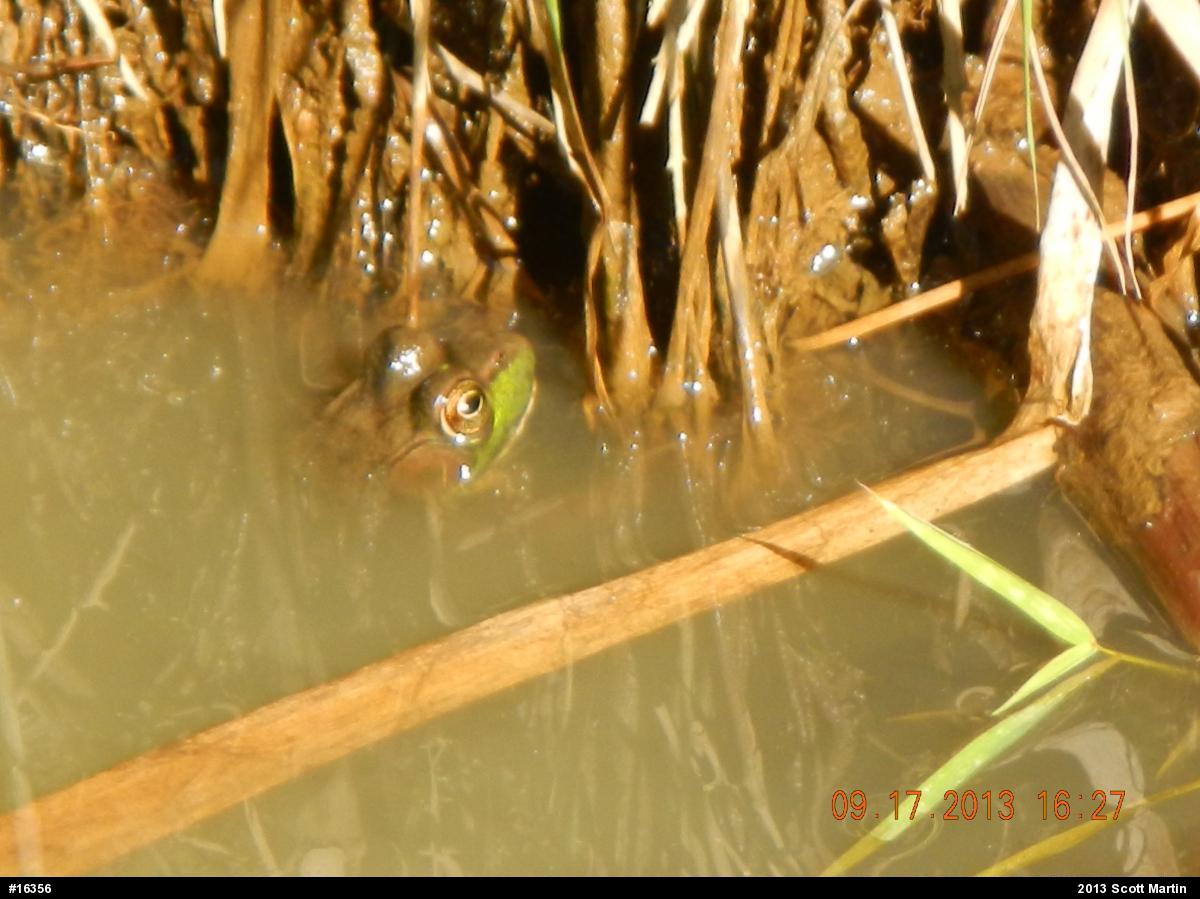 True Frogs