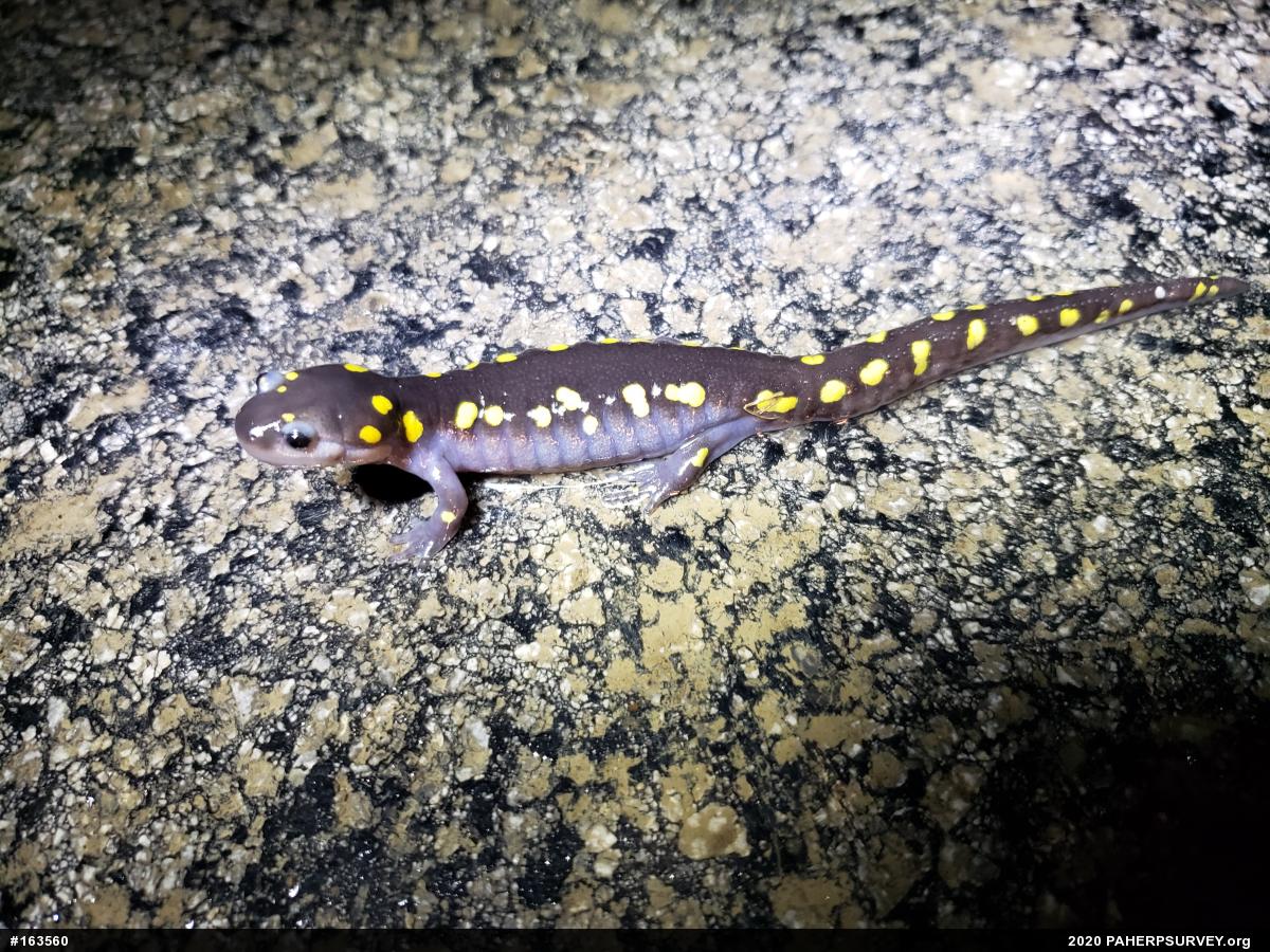 Spotted Salamander