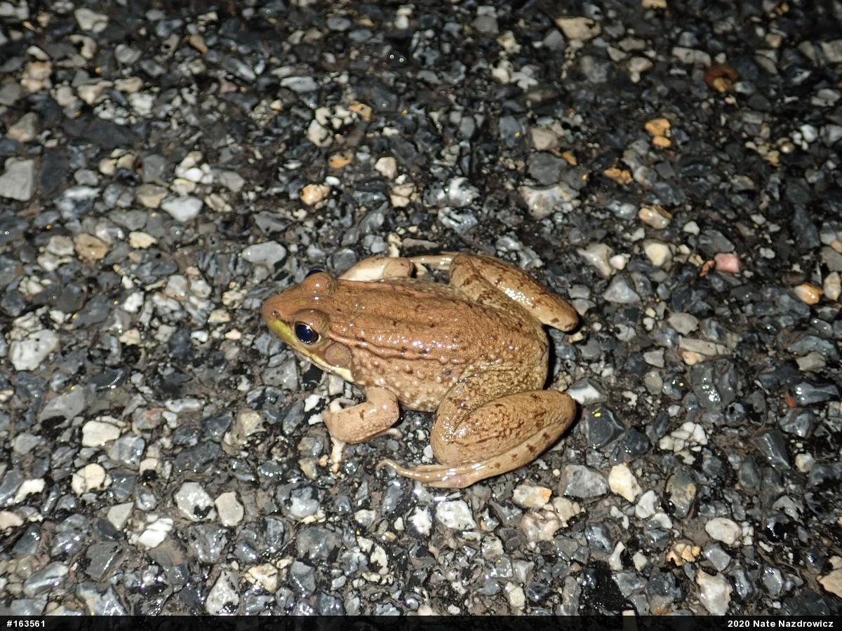 Green Frog