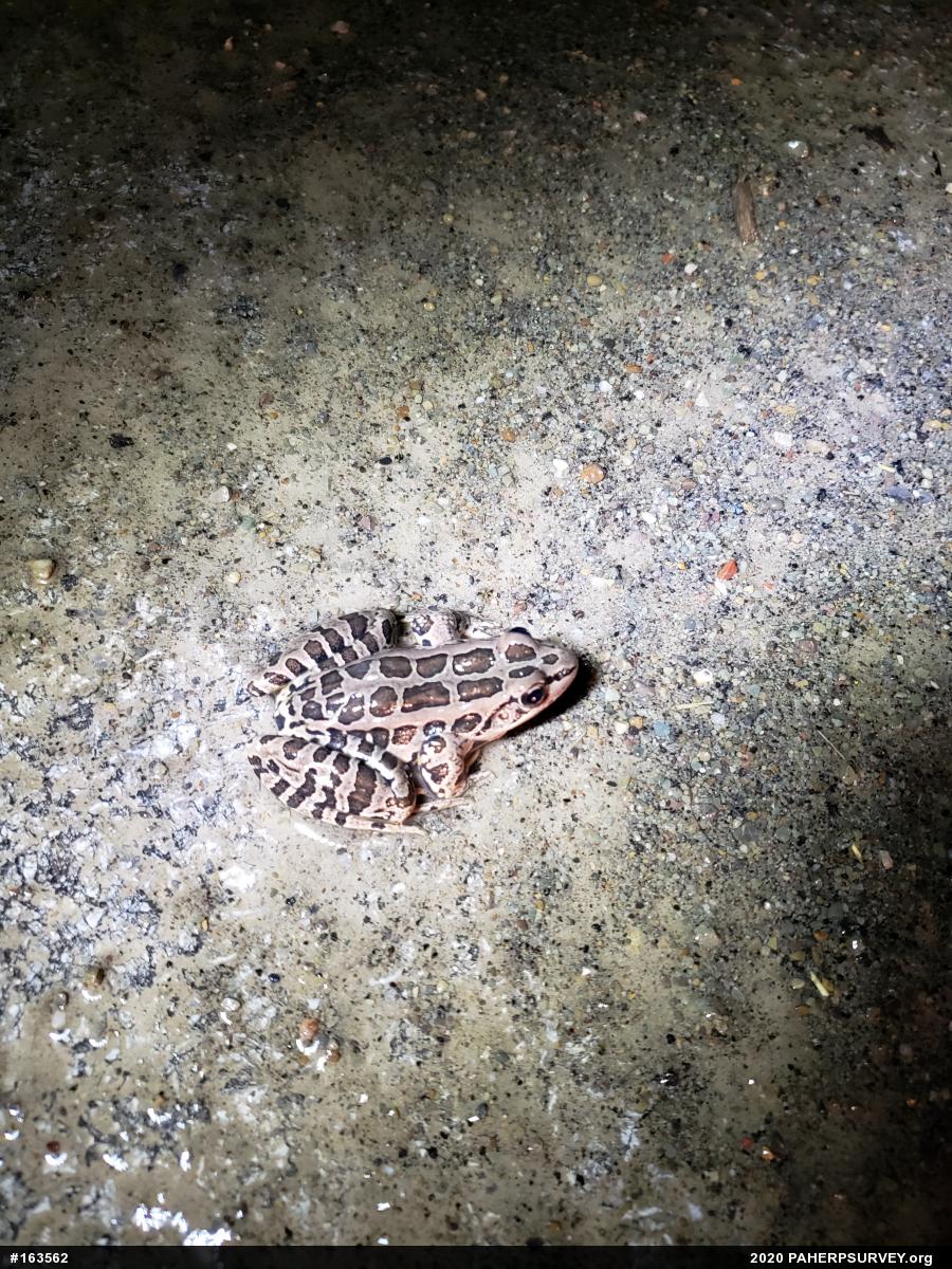 Pickerel Frog