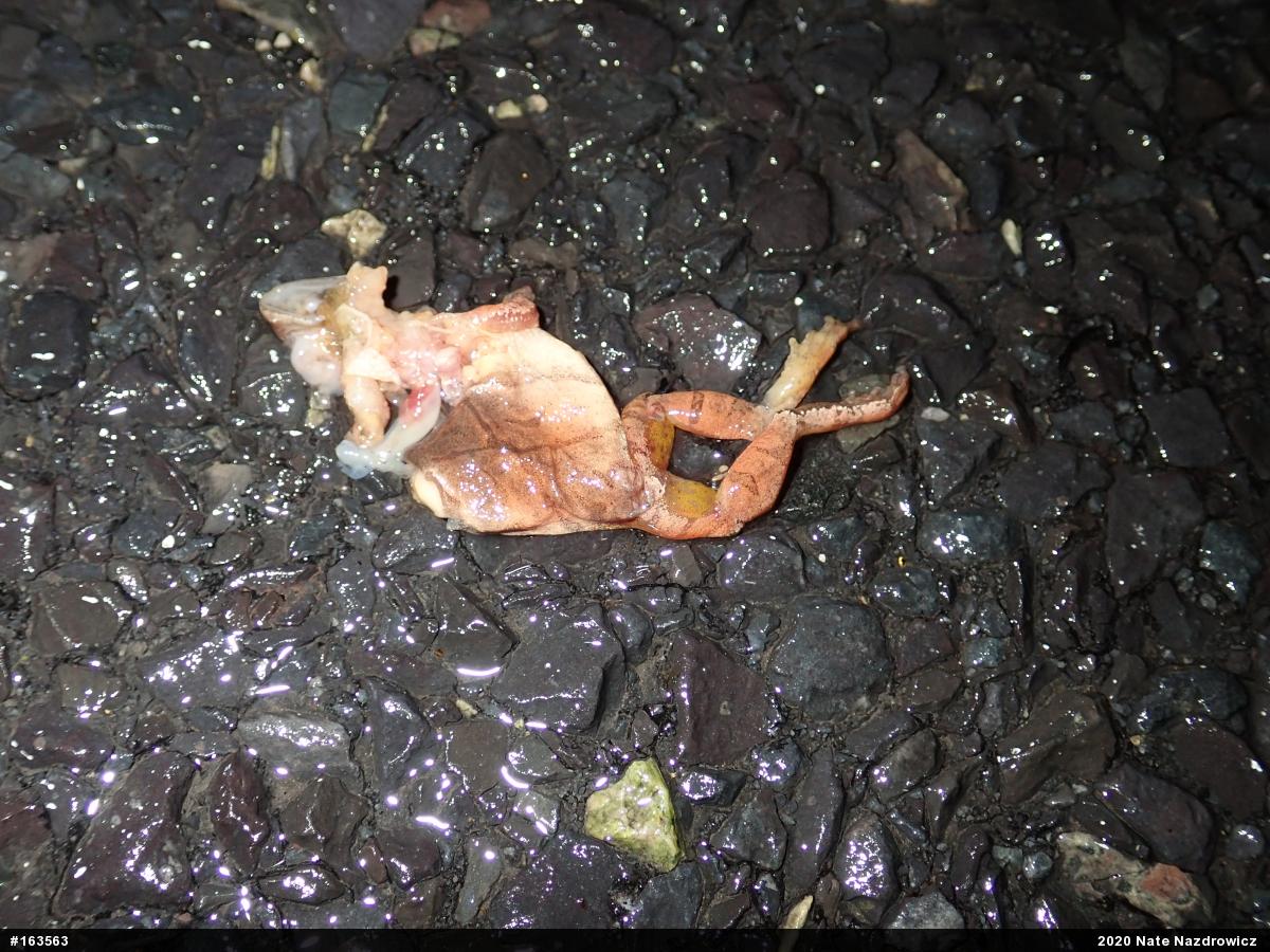 Spring Peeper