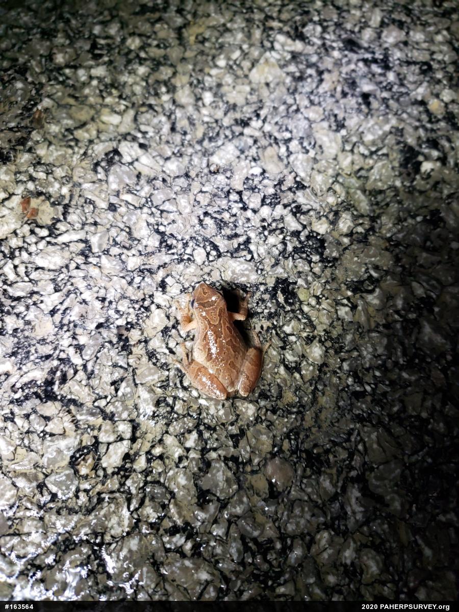 Spring Peeper
