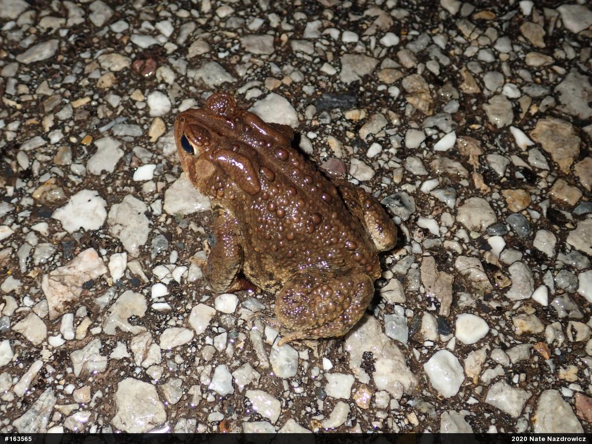 Eastern American Toad