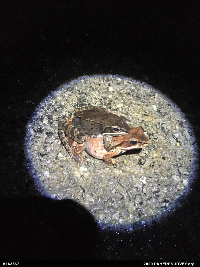 Wood Frog