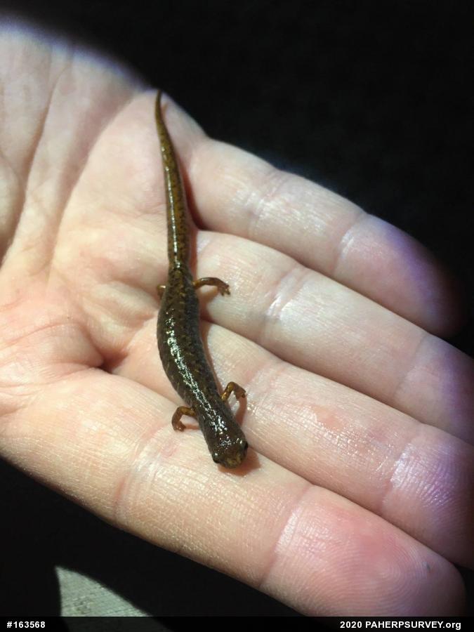 Four-toed Salamander