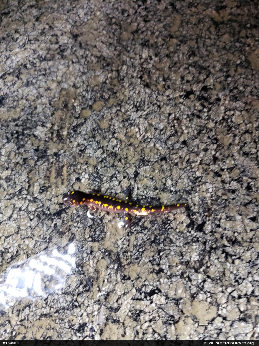 Spotted Salamander