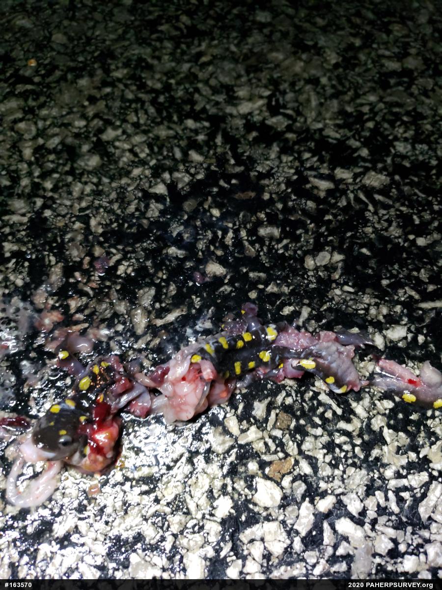 Spotted Salamander