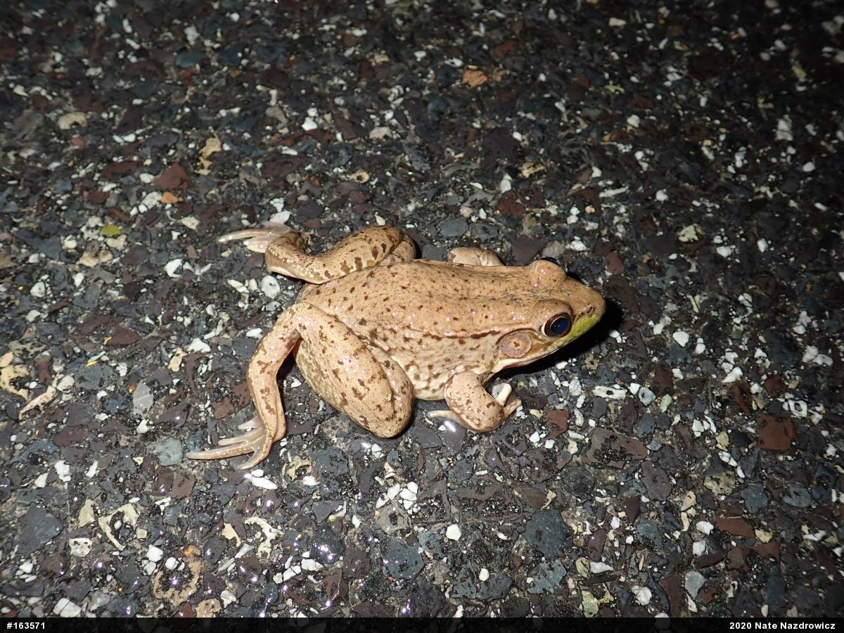 Green Frog