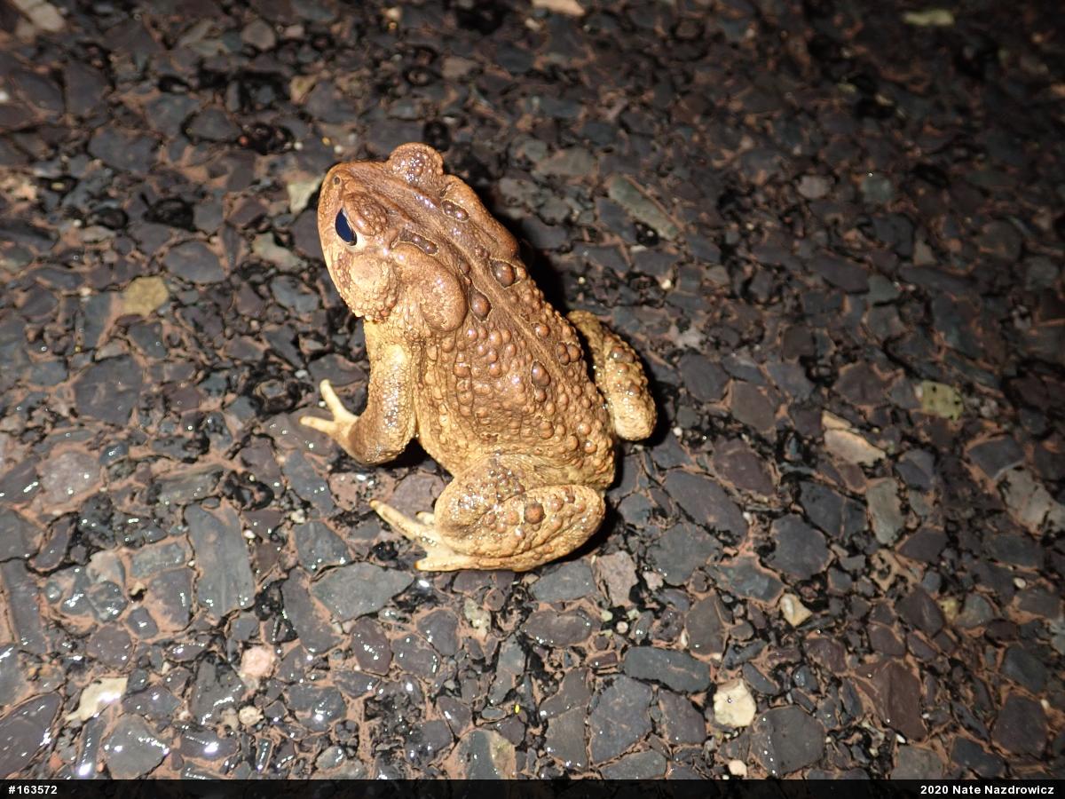 Eastern American Toad