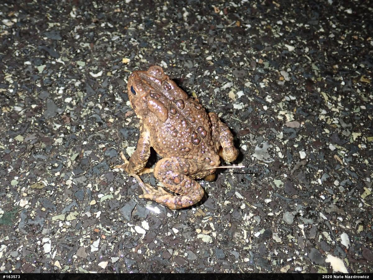 Eastern American Toad
