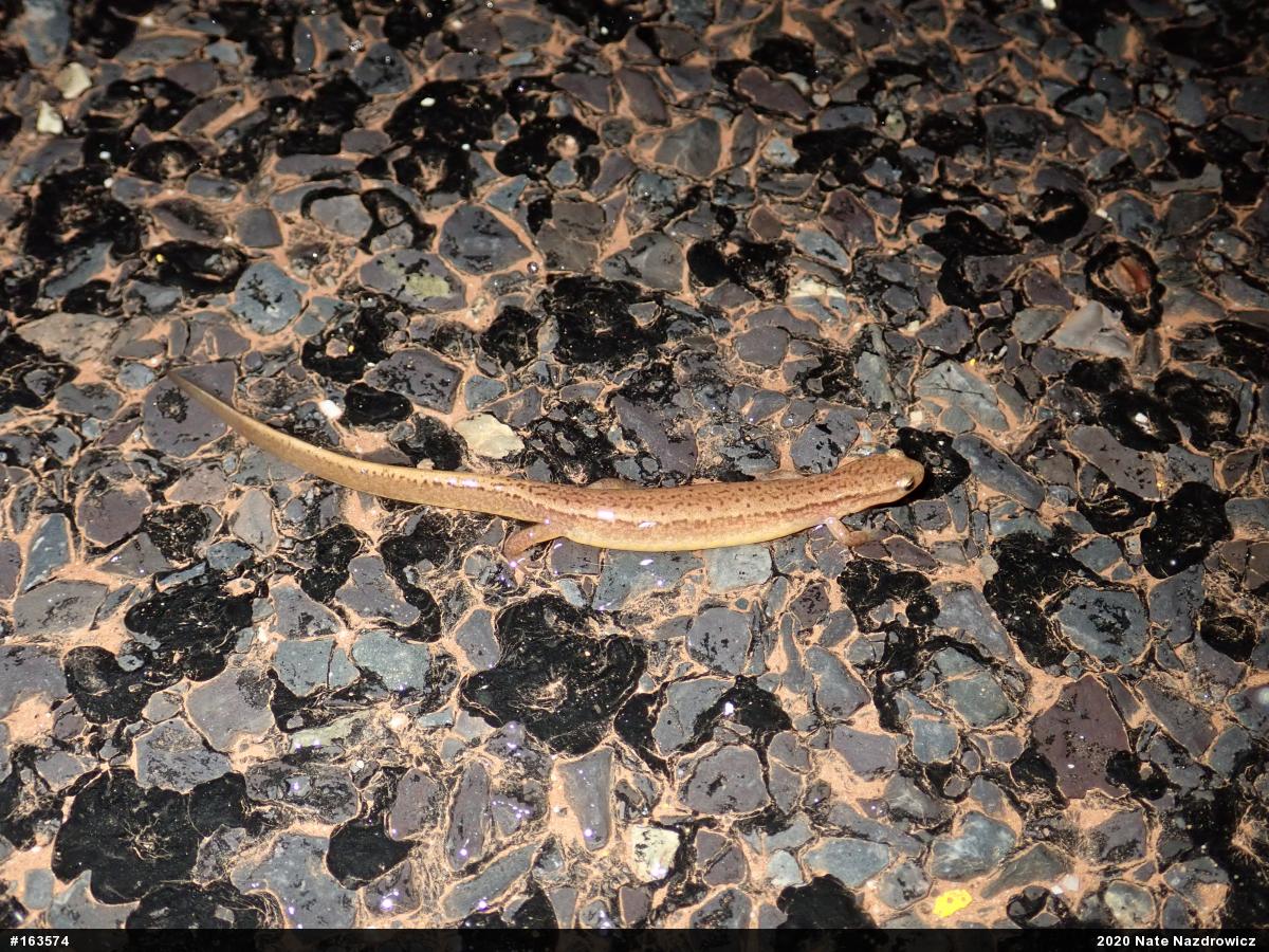 Northern Two-lined Salamander