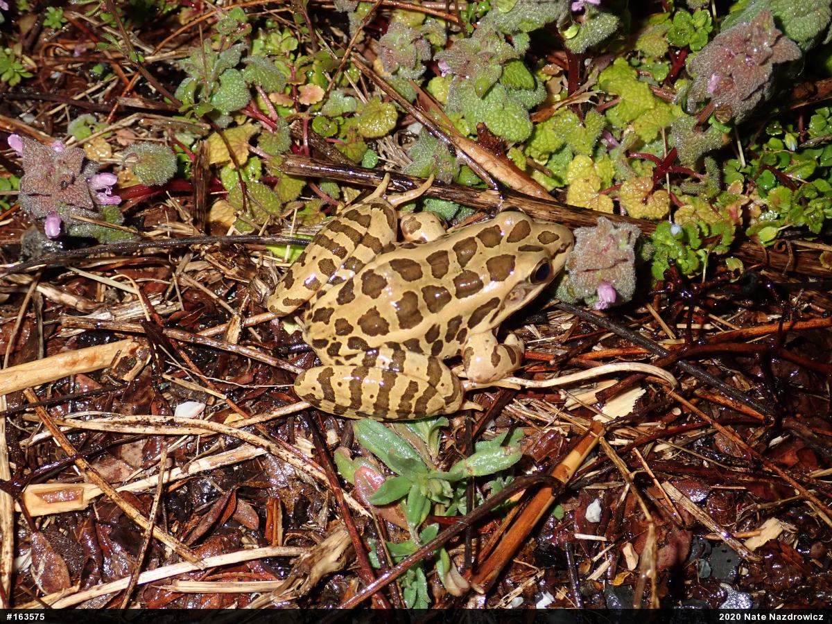 Pickerel Frog