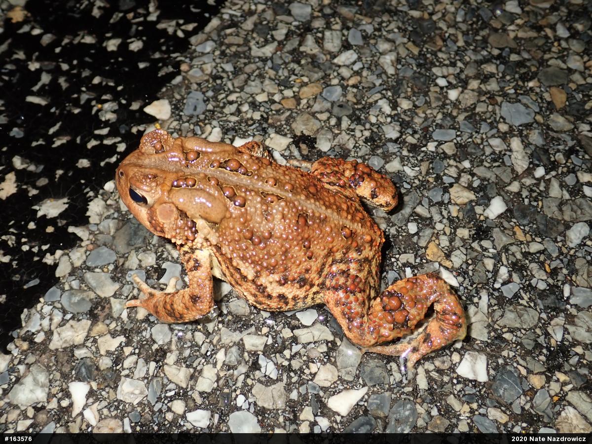 Eastern American Toad
