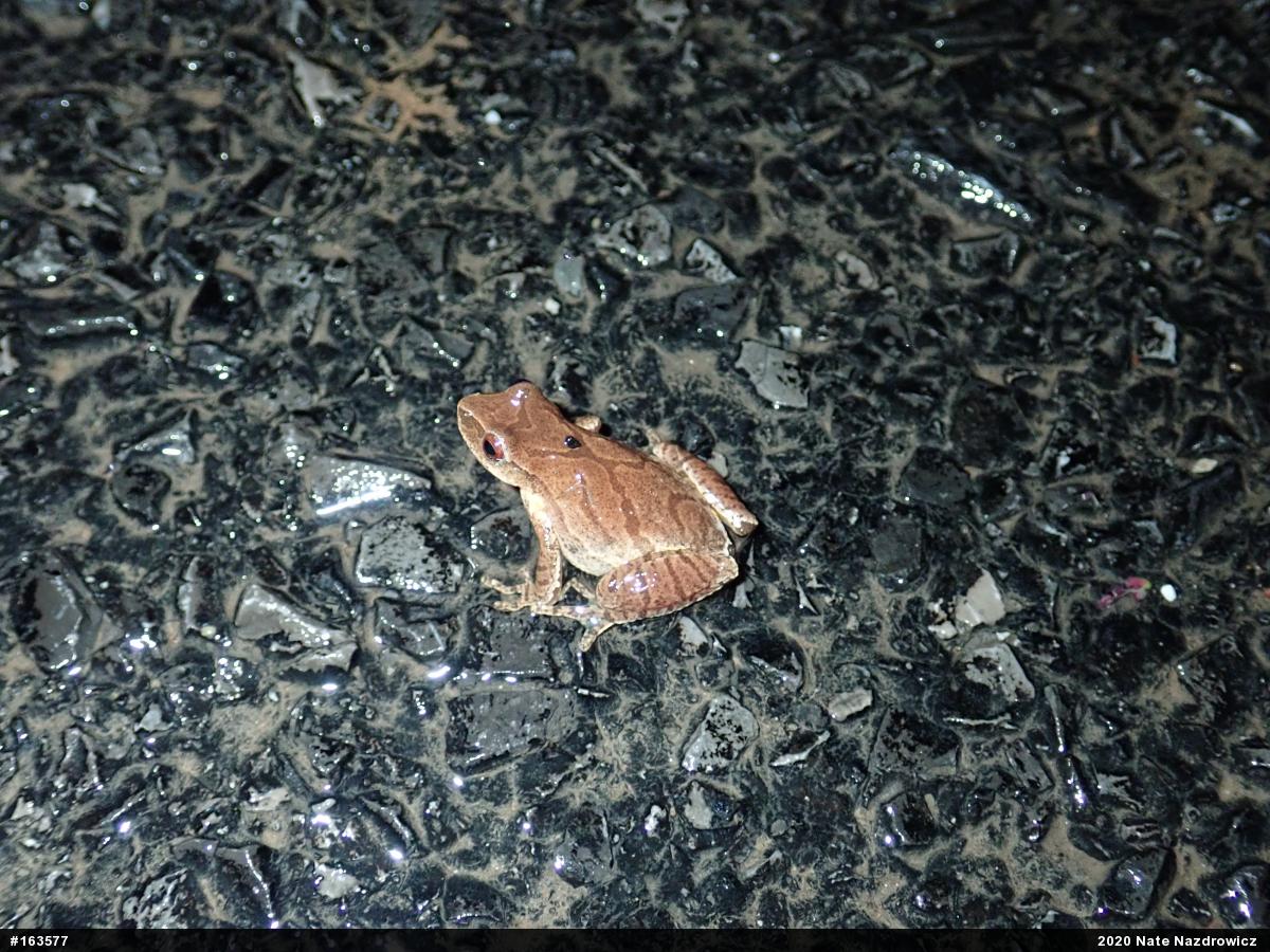 Spring Peeper