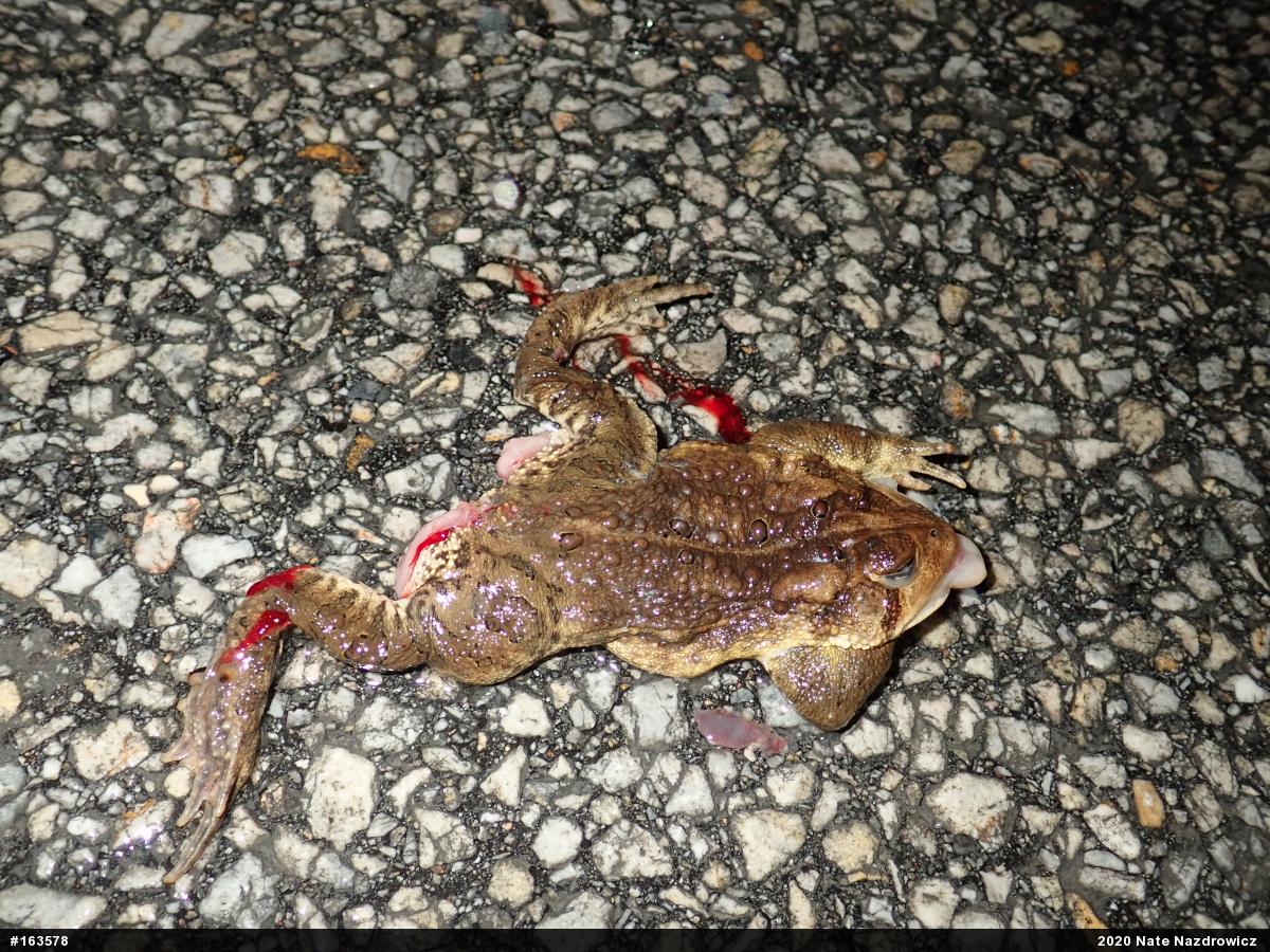 Eastern American Toad