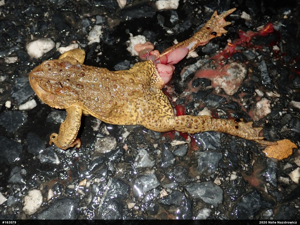 Eastern American Toad