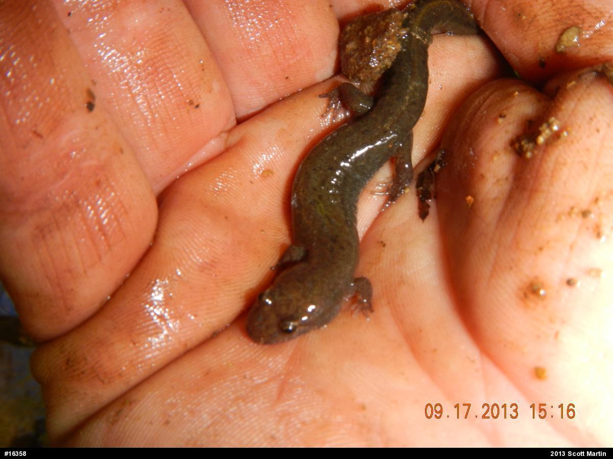 Northern Dusky Salamander