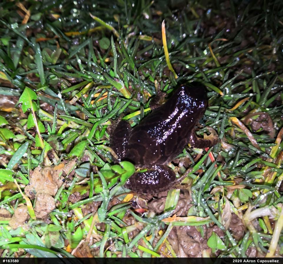 Spring Peeper